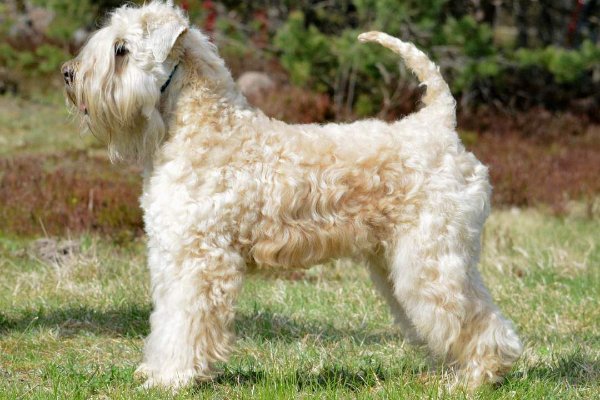 Terrier wheaten fashion soft coated